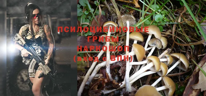 Галлюциногенные грибы MAGIC MUSHROOMS  наркота  Северодвинск 